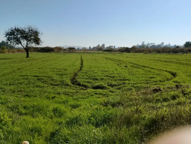 Agricultural Plot 2,7 há. plano, 10 paneles solares, camino at Toquihua