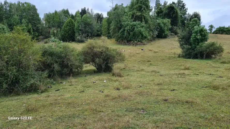 VENTA AGRÍCOLA PUERTO MONTT