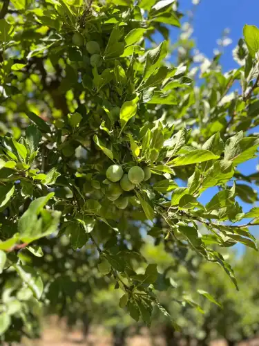 VENTA CAMPO AGRICOLA EN SAN VICENTE